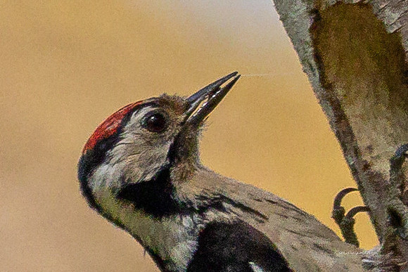 20250531-Matley NF-036