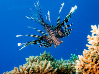 lionfish