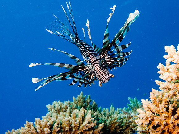 lionfish