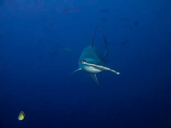 hammerhead