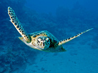 turtle2