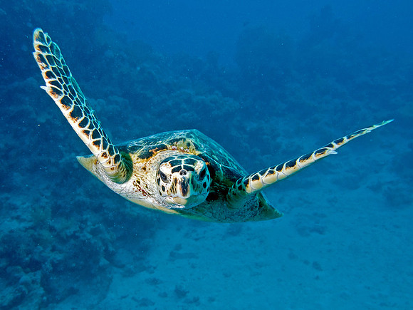 turtle2
