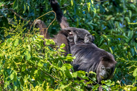 Black howler monkey, Guatemala