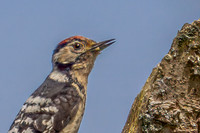 20250531-Matley NF-017