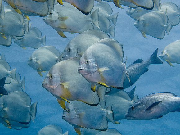 batfish