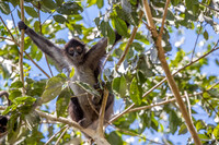 Spider monkey, Guatemala
