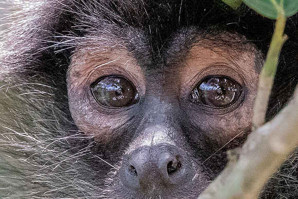 spider monkey