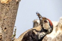 20250531-Matley NF-006
